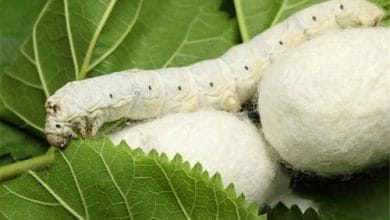 تعبیر خواب ابریشم