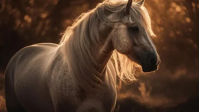 تعبیر خواب اسب