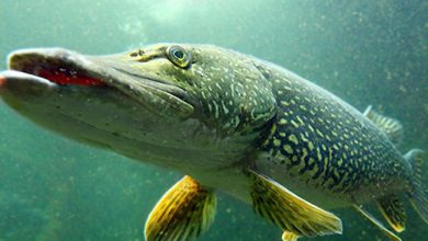 تعبیر خواب اردک ماهی