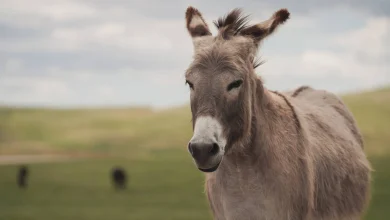 تعبیر خواب الاغ