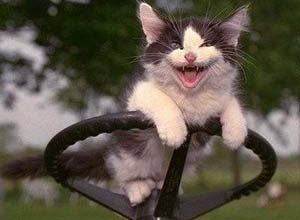 جوک درباره حیوانات