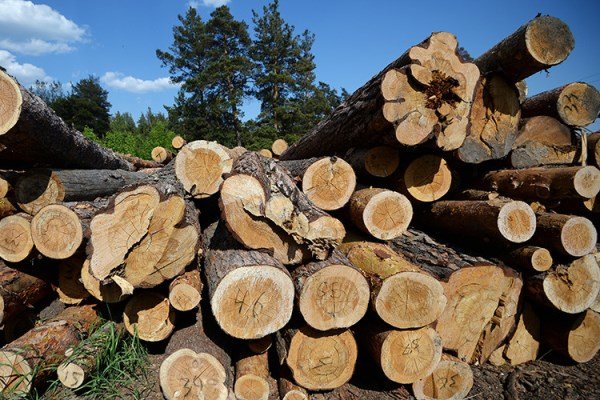 تعبیر خواب الوار؛ انواع تعابیر خواب الوار، چوب و اره کردن