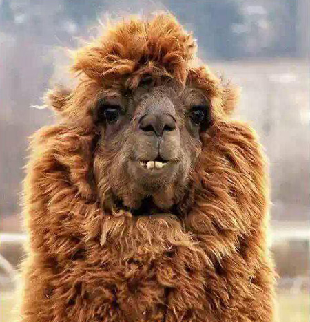 چیستان خنده دار منحرف