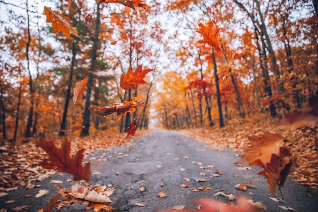 عکس پروفایل پاییزی