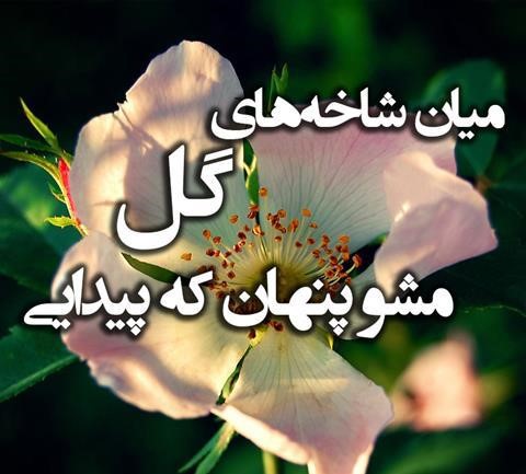 عکس نوشته زیبا درباره گل