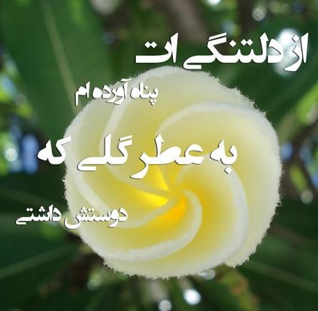 متن های احساسی درباره گل