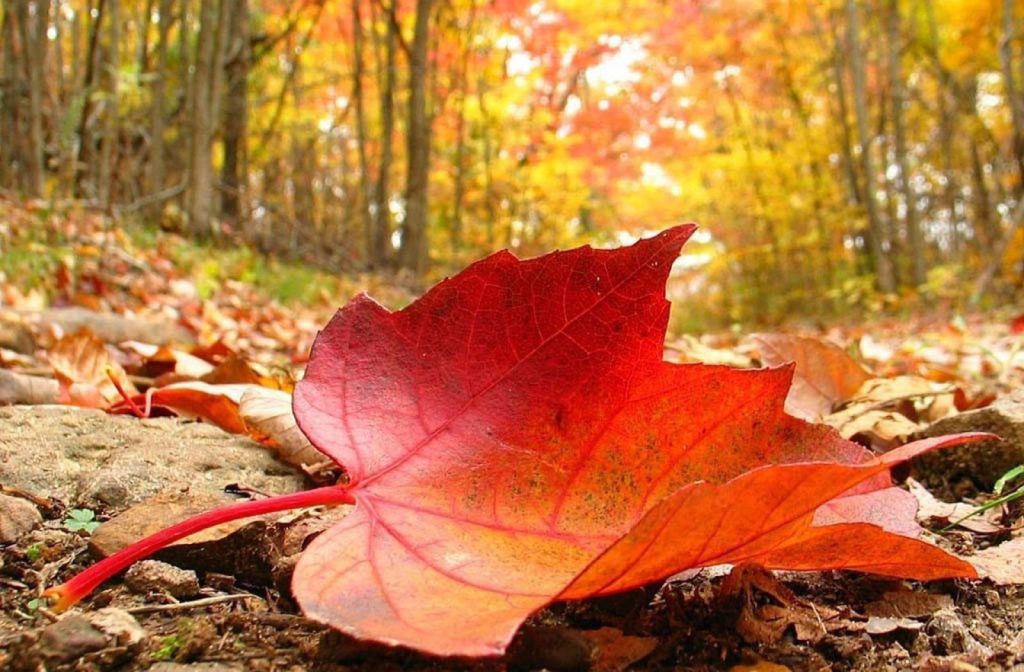 متن آبان و پاییز (اشعار و جملات احساسی و زیبای پاییز و آبان‌)